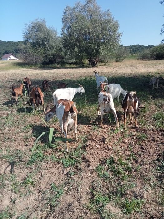 Capre și ieduțe alpin, sanen, metis nubian