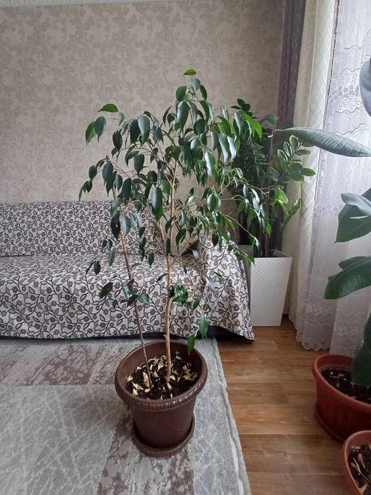 Үи гүлдері сатылымда