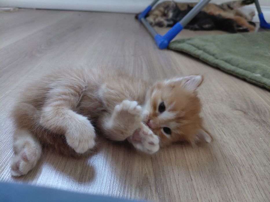 котёнок полу мейн-кун