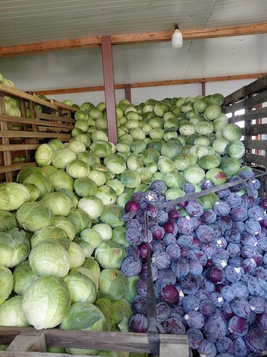 Vând varza de pastrare