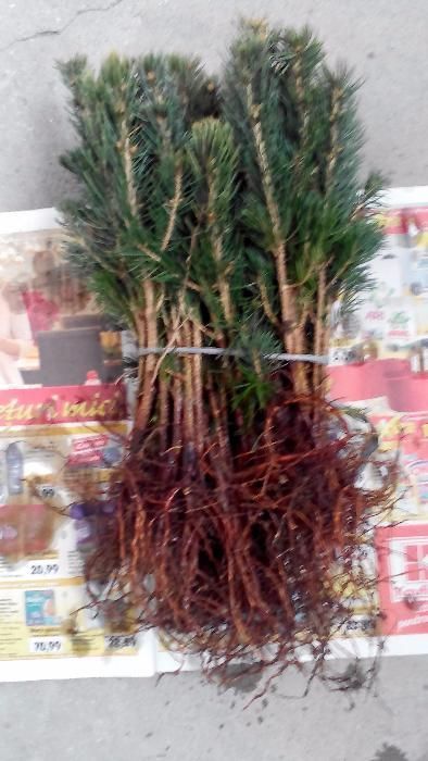 Soiuri rezistente-rasaduri de conifere-cel mai mic pret!!!