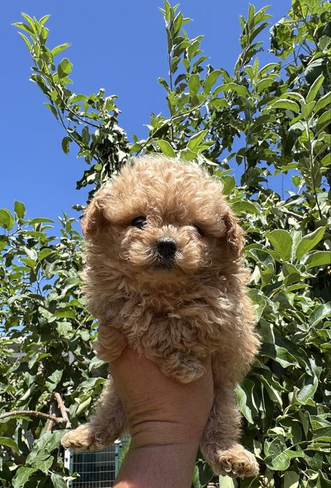 Продавам помапу - възможна доставка