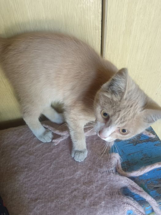 Котик рыжий мальчик