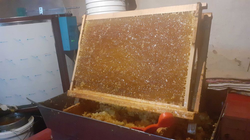 Vind miere engros de salcim și poliflora pret negociabil.