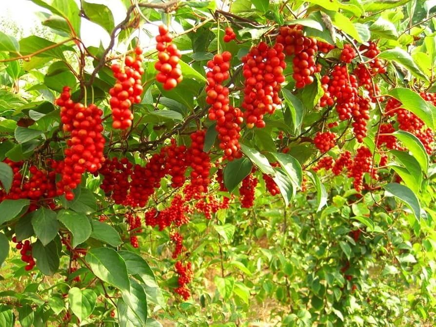 Arbuști Fructiferi (Schisandra )