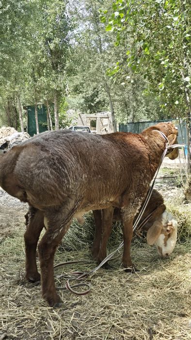 Куйлар сотилади qoʻylar sotiladi