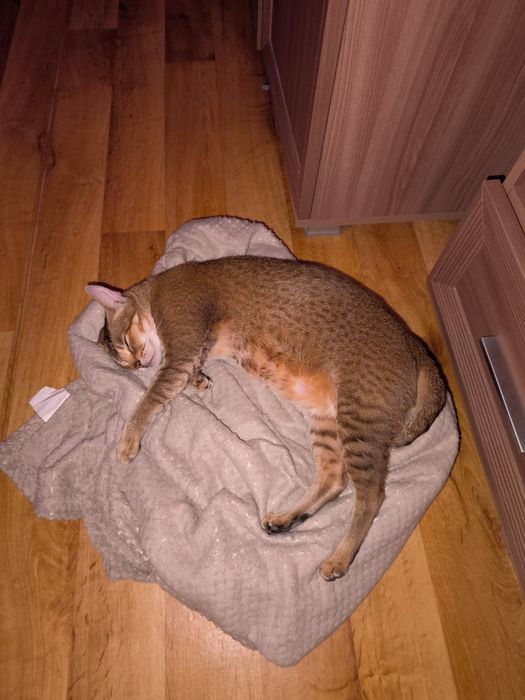 Вязка Аббисин Бенгал