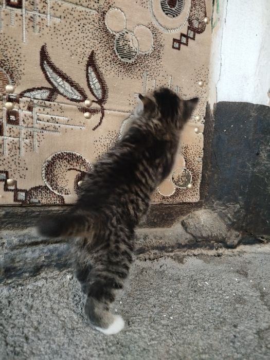 Отдам котёнка, девочка