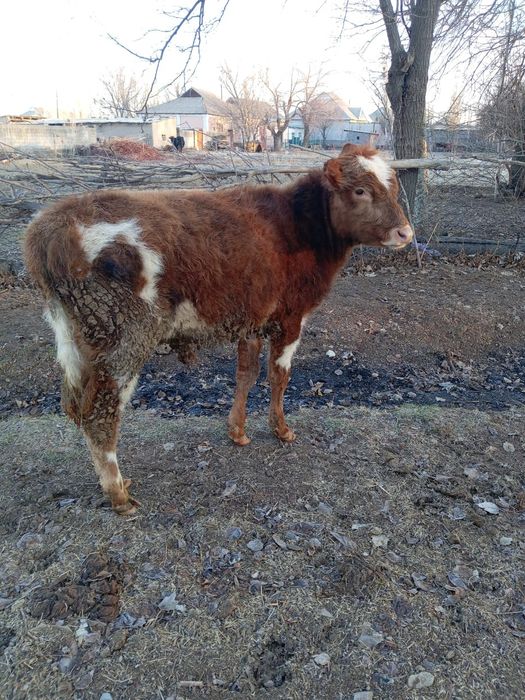 Өгізшелер сатылады