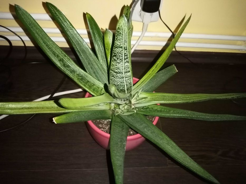 Vand o planta deosebita de Aloe Vera