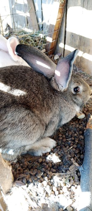 Продам кроликов фландер