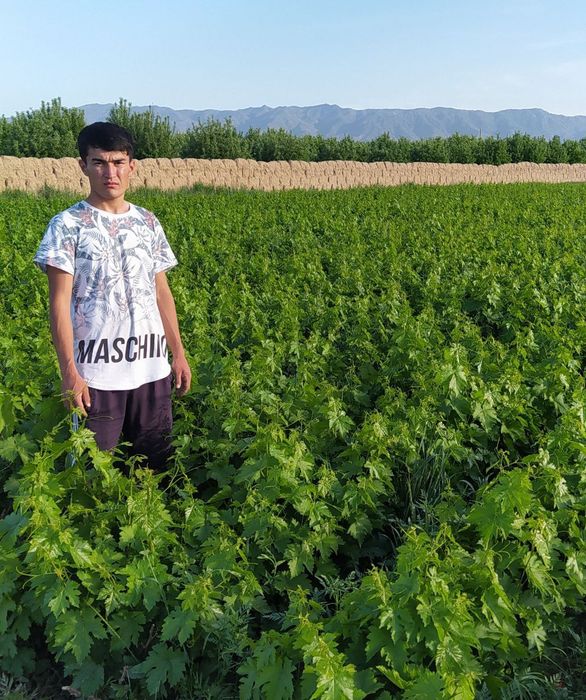 Tok ko'chatlar bor.100% ishonchli