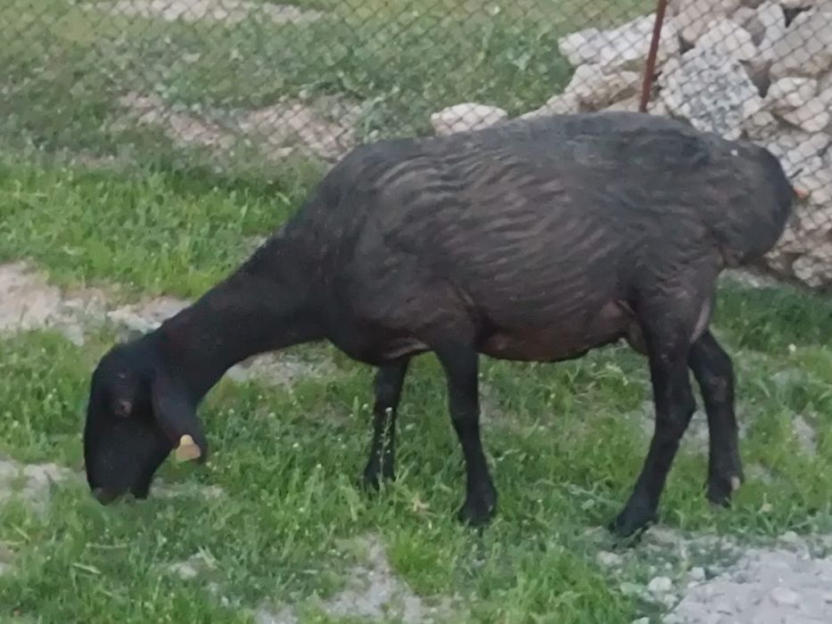 Қой бар қозысы мен