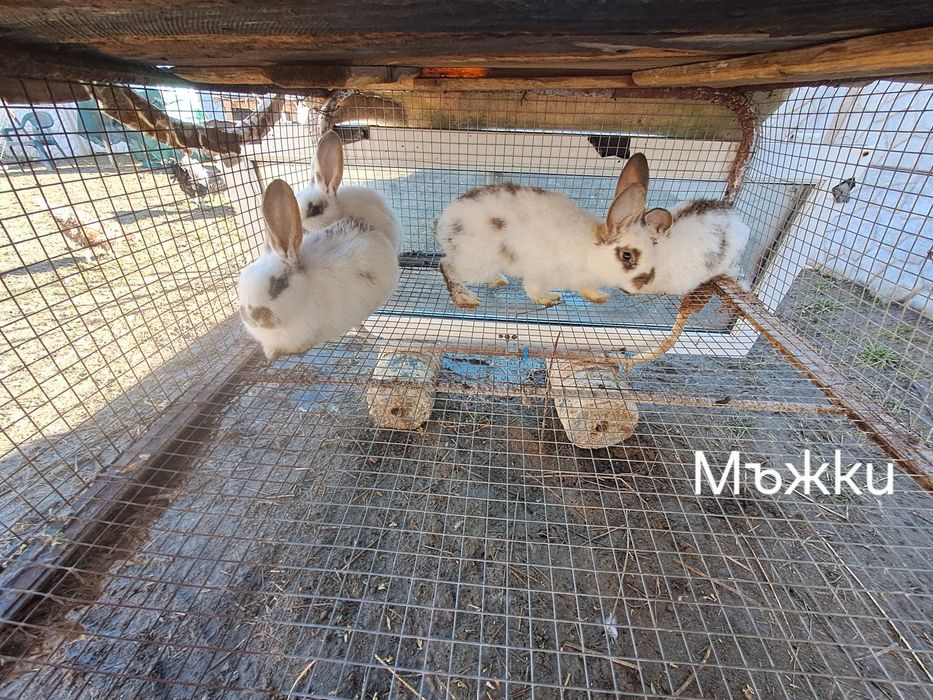 Зайци за разплод