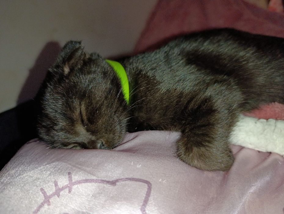 Вислоухая девочка 9 месяцев