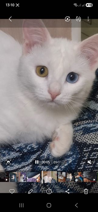 Турецкая ангора кошка