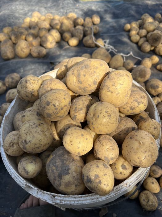 Продам свежий домашний картофель