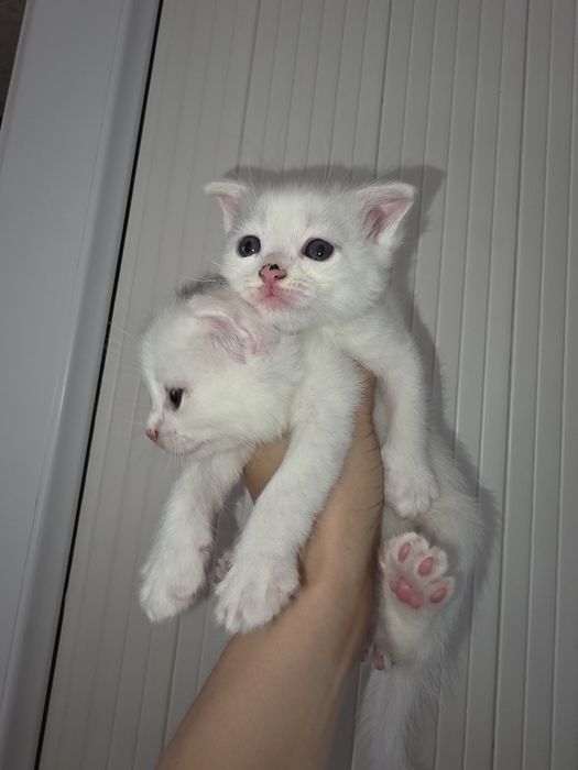Продам 5 котят  полу вислоухии