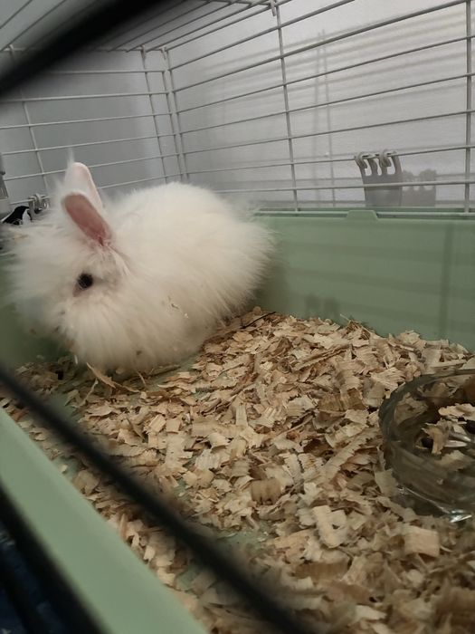 Vand iepuraș rasă pitică