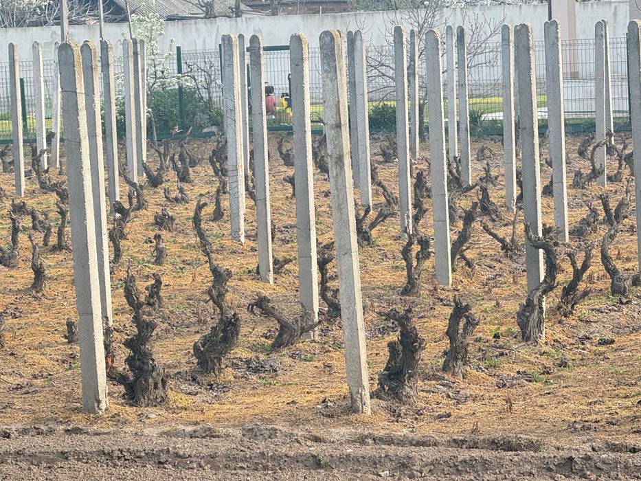 Циментови колове за лозе