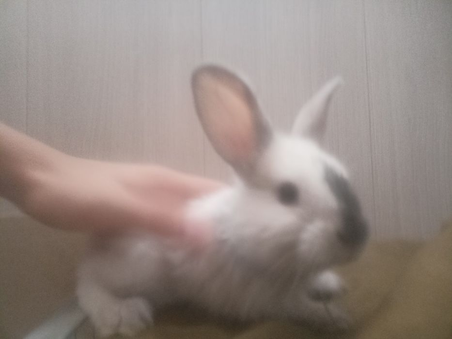 Кролики,дети.    .