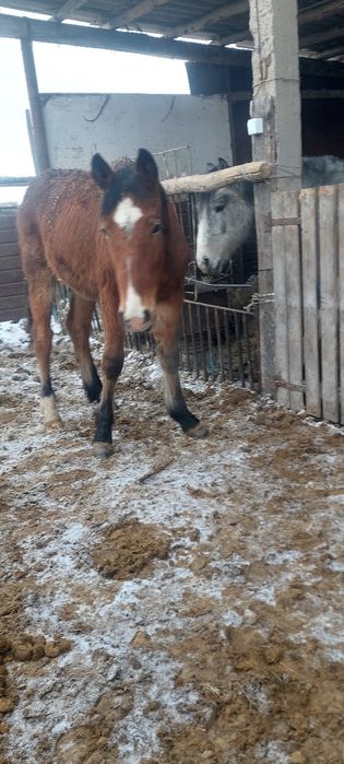 Продам 20 голов жеребчиков