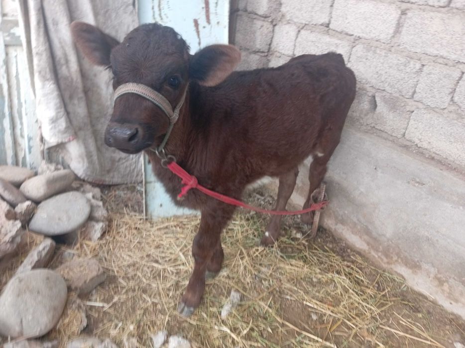 Сигир сотилади, боласи билан