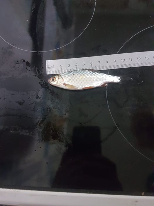 Продам живцов для рыбалки