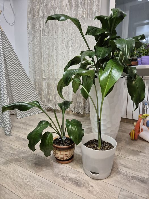 Амазонская лилия