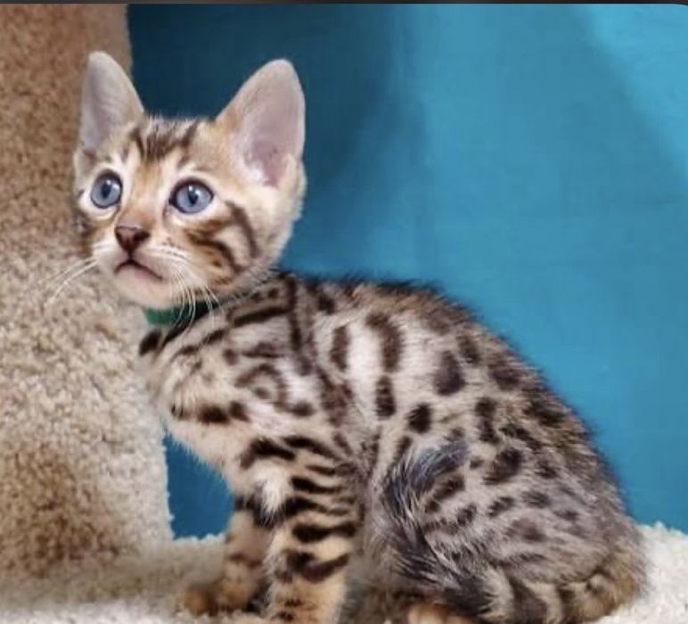Бенгалски котета