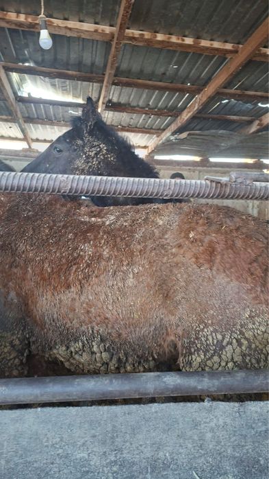 Соғым сатылады Құнан 2 жасар