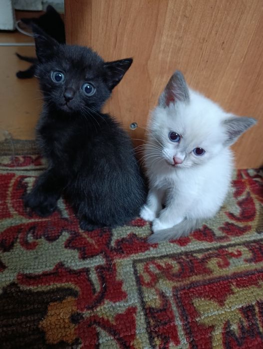 Дарю котят девочки мальчики