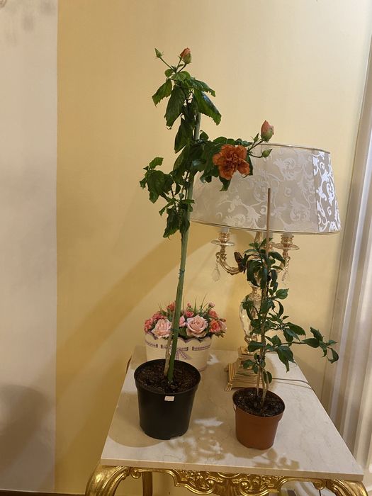 Продам комнатный «Гибискус ». Цена 25000 т