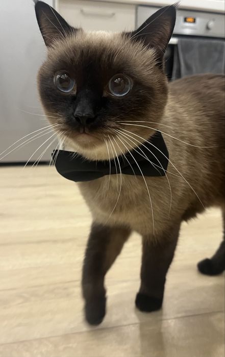 Отдам кота Ричарда в добрые руки