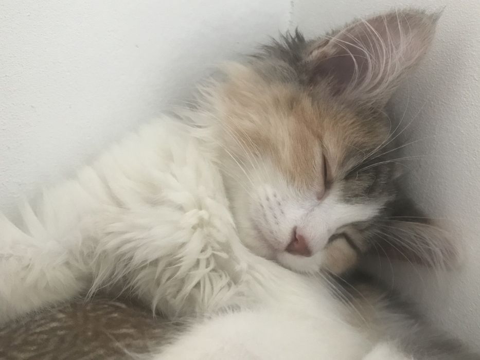 3 айлық мысық біз үшін кішкентай жақсы қарай алатын жан болса тапсыр