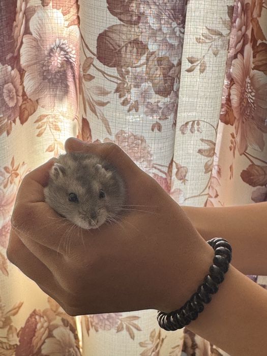 Продам джунарских хомячков