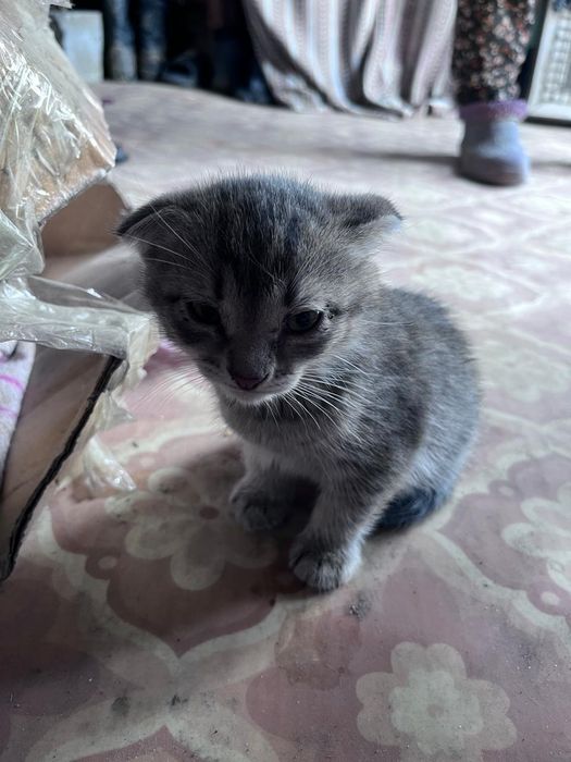 Красивые котята. Отдам в добрые руки