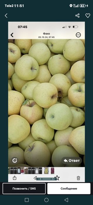 Яблоки оптом в регионы