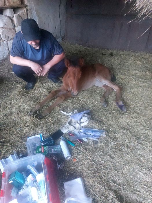 Ветеринар на выезд