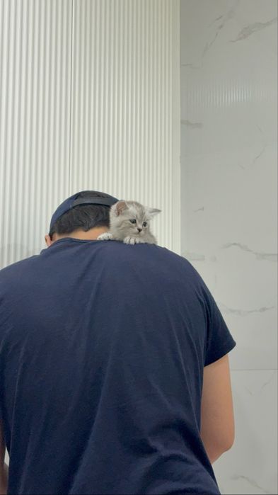 кошка шотландский