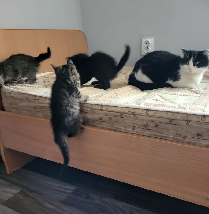 Котята в добрые руки