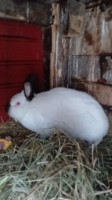 Vând mascul californian sau fac schimb