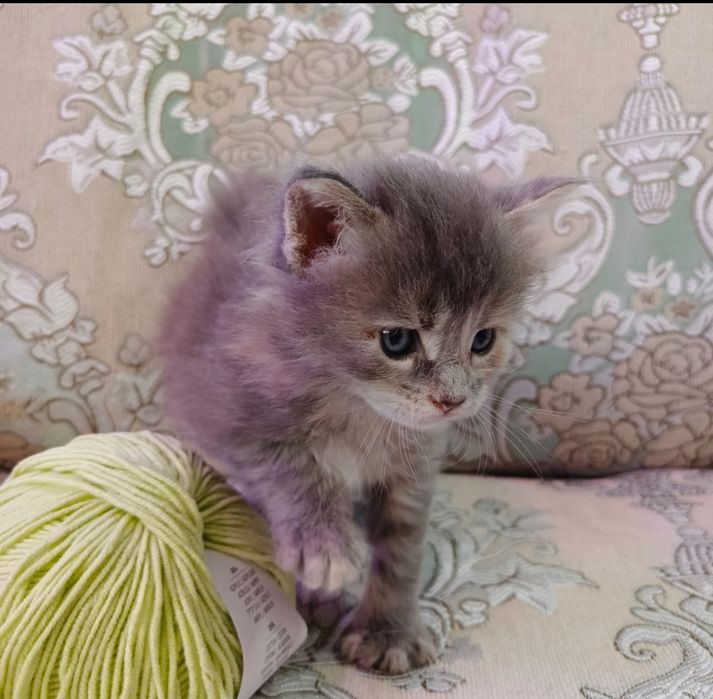 Котята Мейн Кун мальчик и девочка