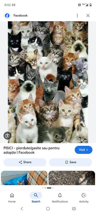 Pisici pentru adoptie, foarte dragute