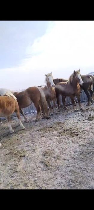 Продам кобылок тяжи