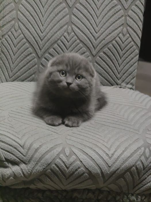 Скоттиш Фолды Голубые Плюшевые