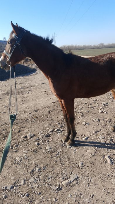 Жылқы баигеде жулели 1.5 жасар