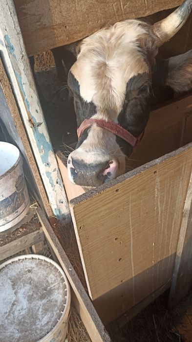 Срочно продам быков