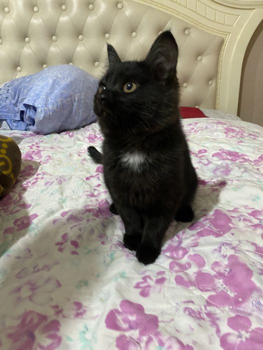 Отдам котенка бесплатно