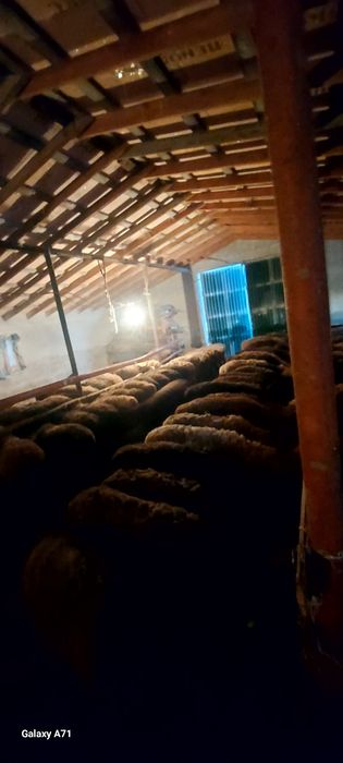 Илинка ауылында семіз қойлар сатылады